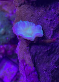 WYSIWYG Holographic Mushroom Coral