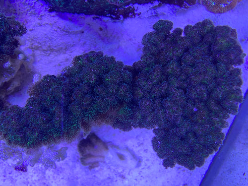 Myco Self Branching PomPom Pocclipora