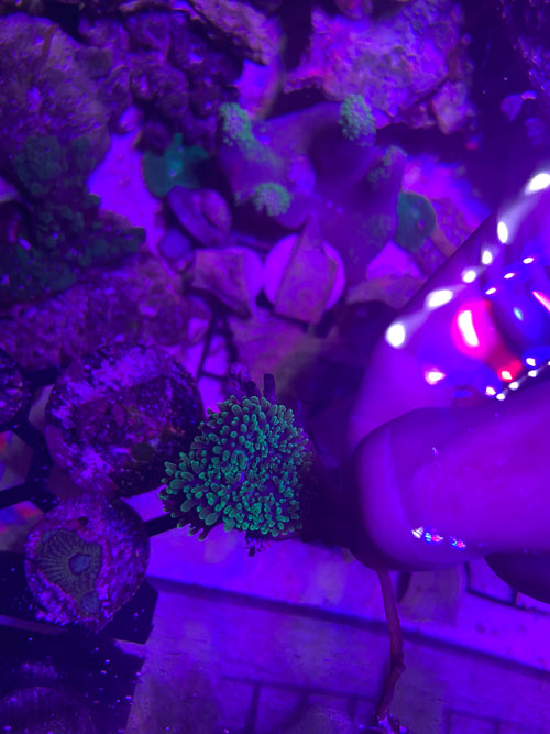 Green hairy mushroom coral