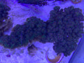 Myco Self Branching PomPom Pocclipora