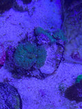 WYSIWYG 4 ultra rainbow Yuma mushroom coral colony